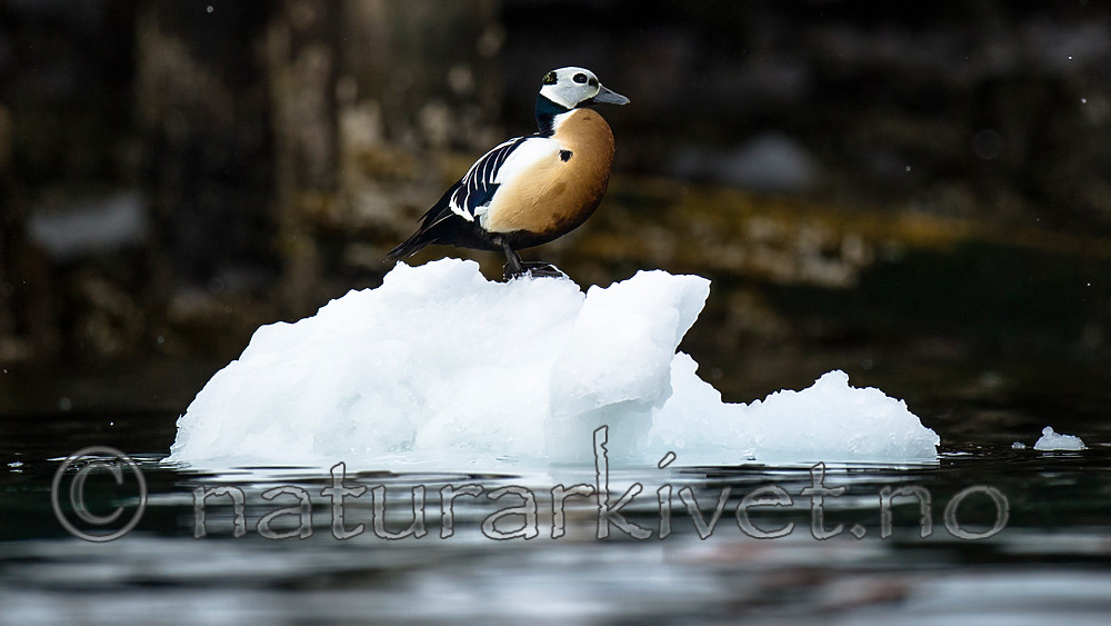 BB 13 0477 / Polysticta stelleri / Stellerand