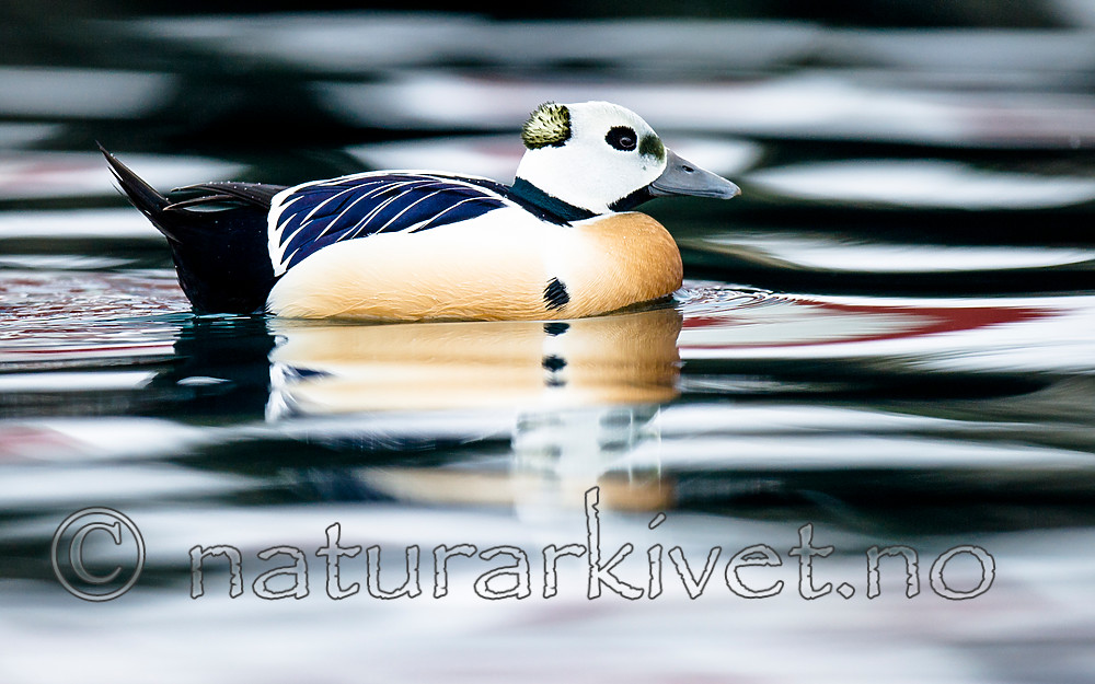 BB 13 0482 / Polysticta stelleri / Stellerand