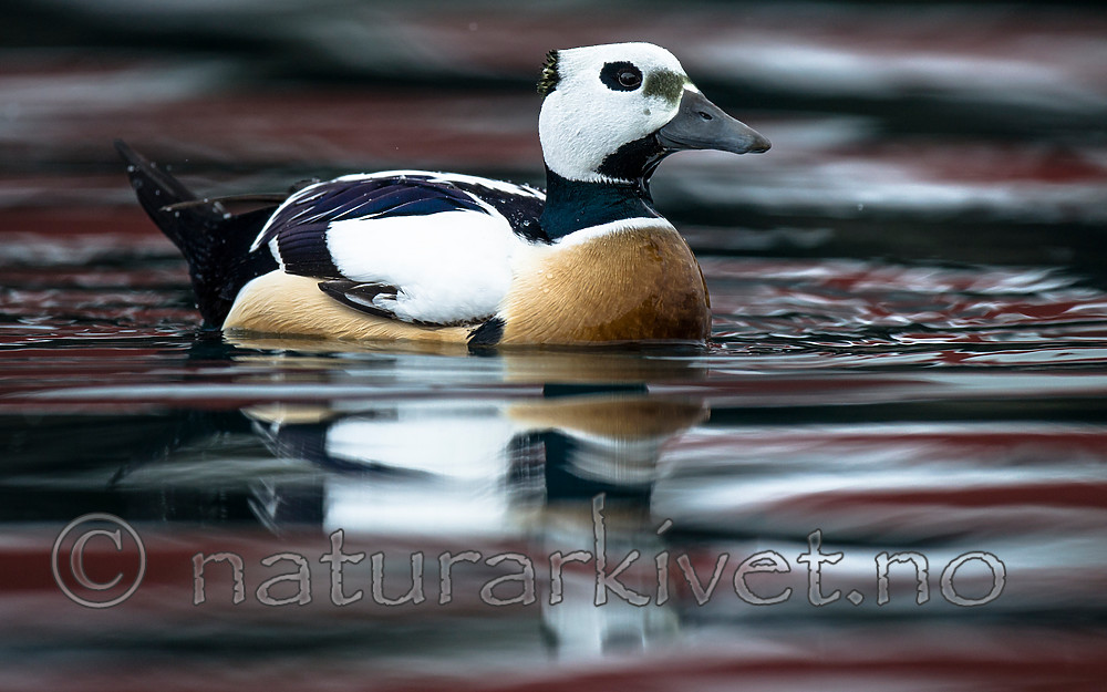 BB 13 0487 / Polysticta stelleri / Stellerand