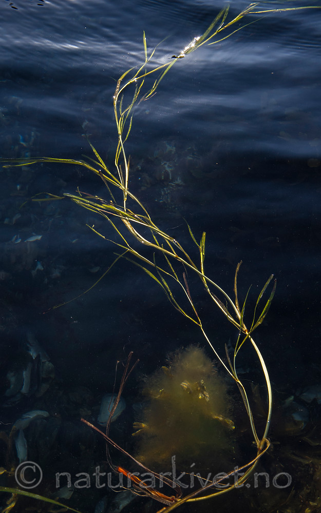 BB 13 0494 / Zostera marina / ålegras <br /> Zostera marina