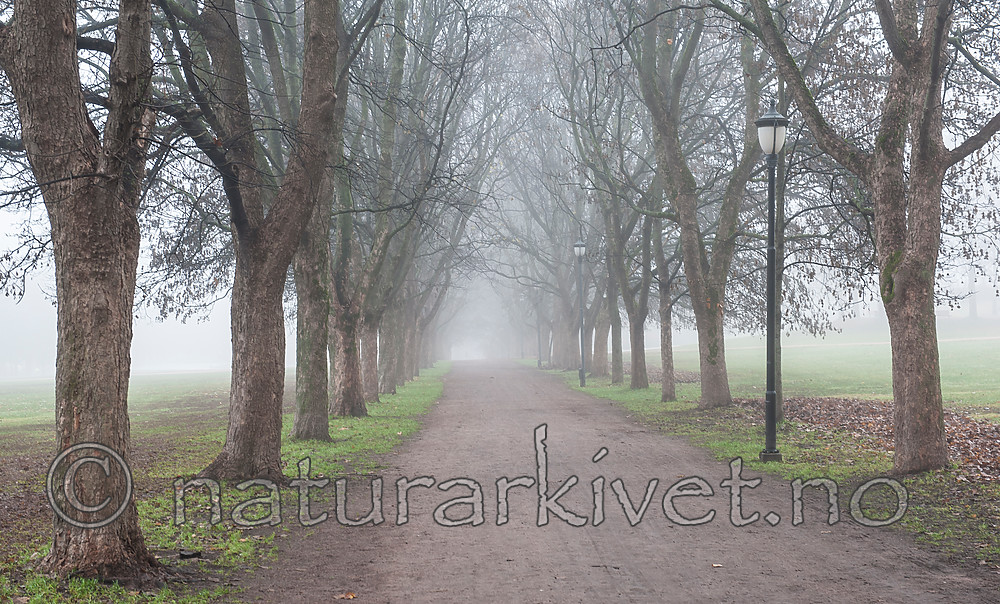 BB 13 0505 / Acer pseudoplatanus / Platanlønn