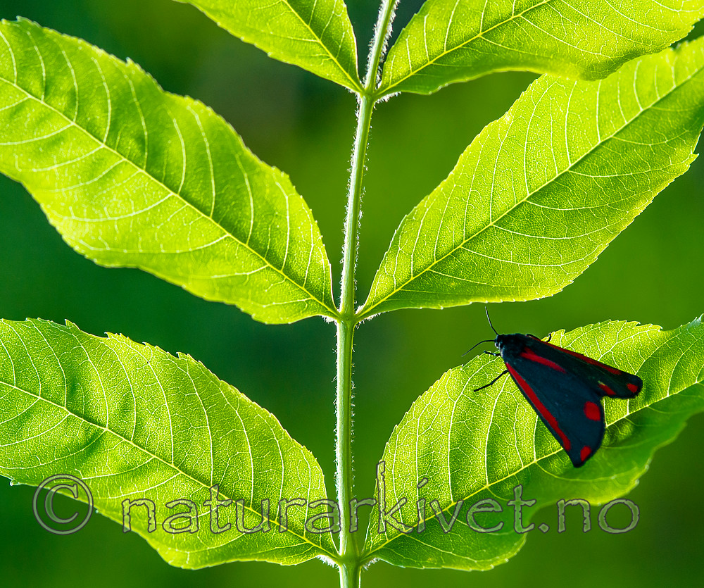 BB 13 0516 / Tyria jacobaeae / Karminspinner