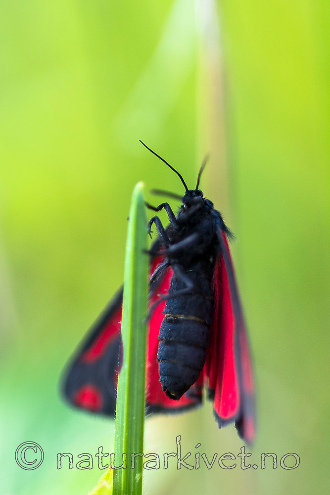 BB 13 0518 / Tyria jacobaeae / Karminspinner