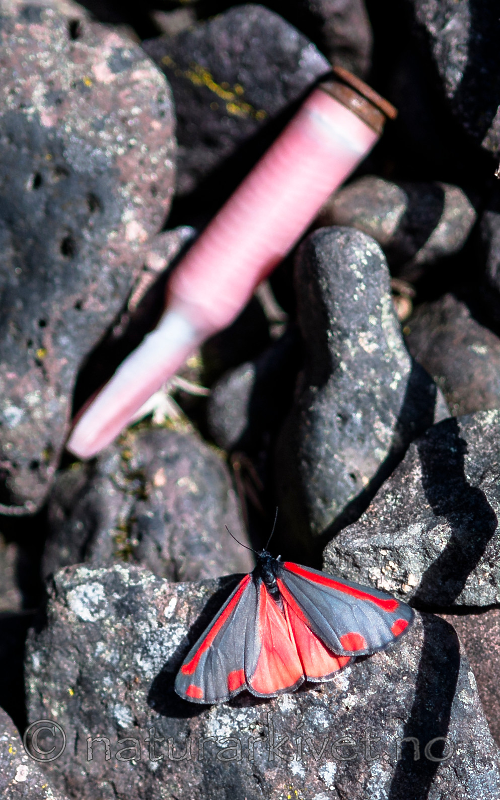 BB 13 0521 / Tyria jacobaeae / Karminspinner