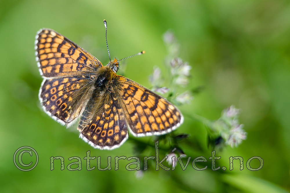 BB 13 0527 / Melitaea cinxia / Prikkrutevinge