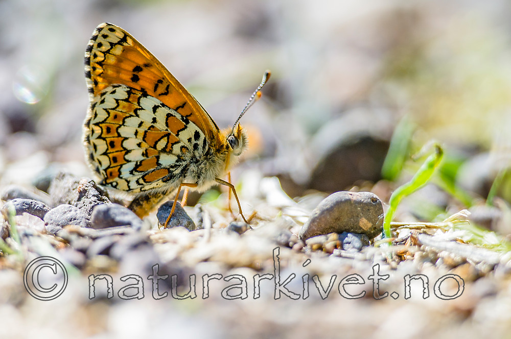 BB 13 0530 / Melitaea cinxia / Prikkrutevinge