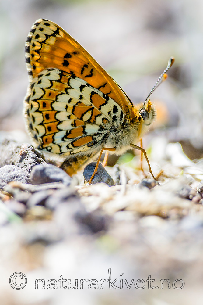 BB 13 0531 / Melitaea cinxia / Prikkrutevinge