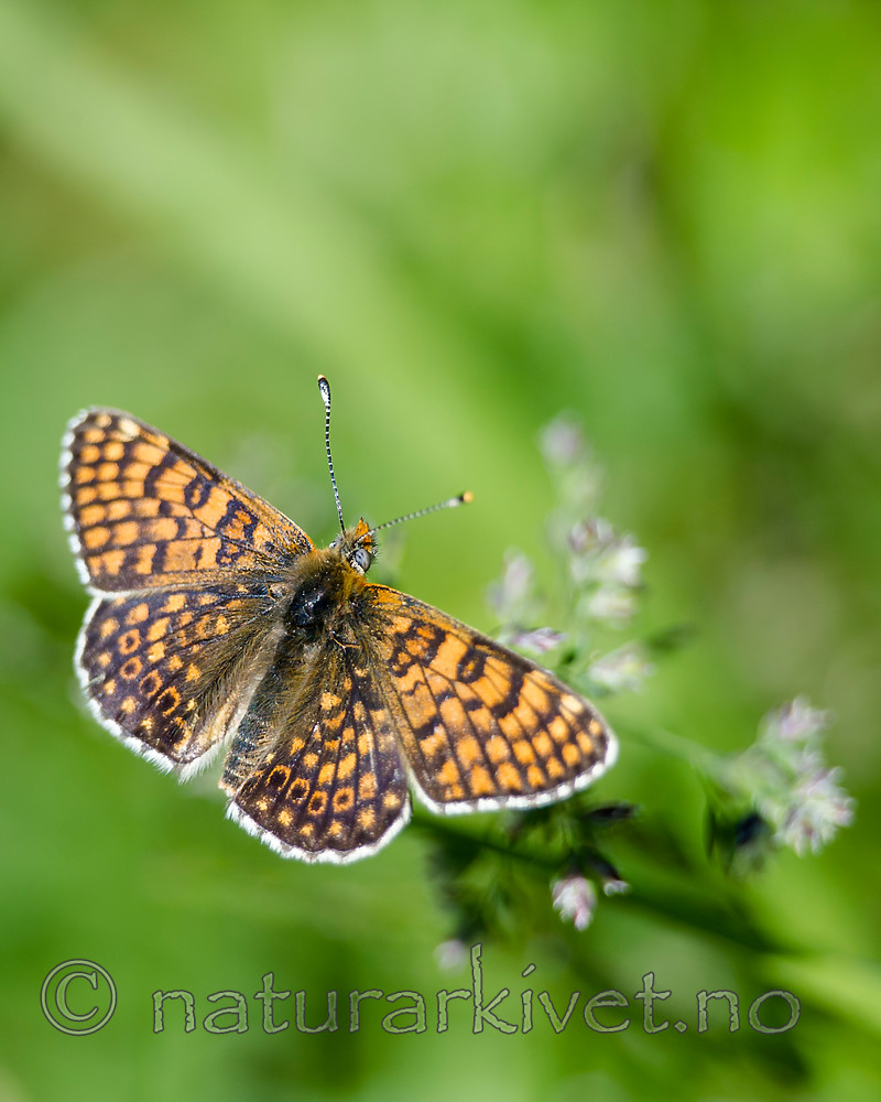 BB 13 0532 / Melitaea cinxia / Prikkrutevinge