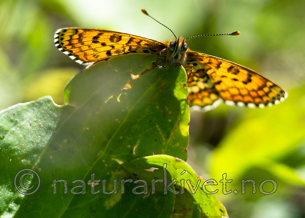 BB 13 0534 / Melitaea cinxia / Prikkrutevinge