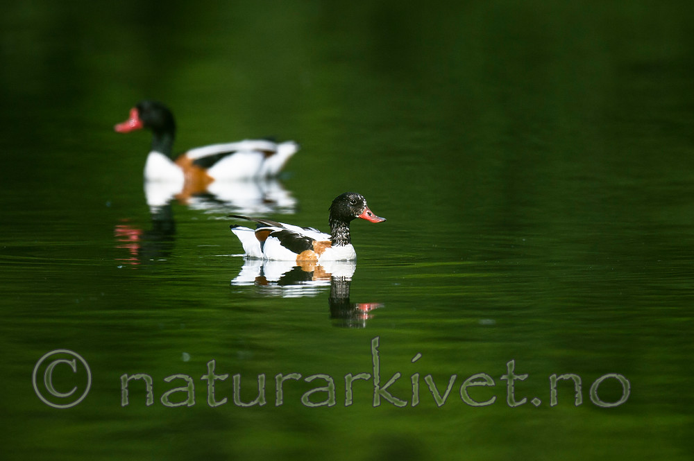 BB 13 0537 / Tadorna tadorna / Gravand