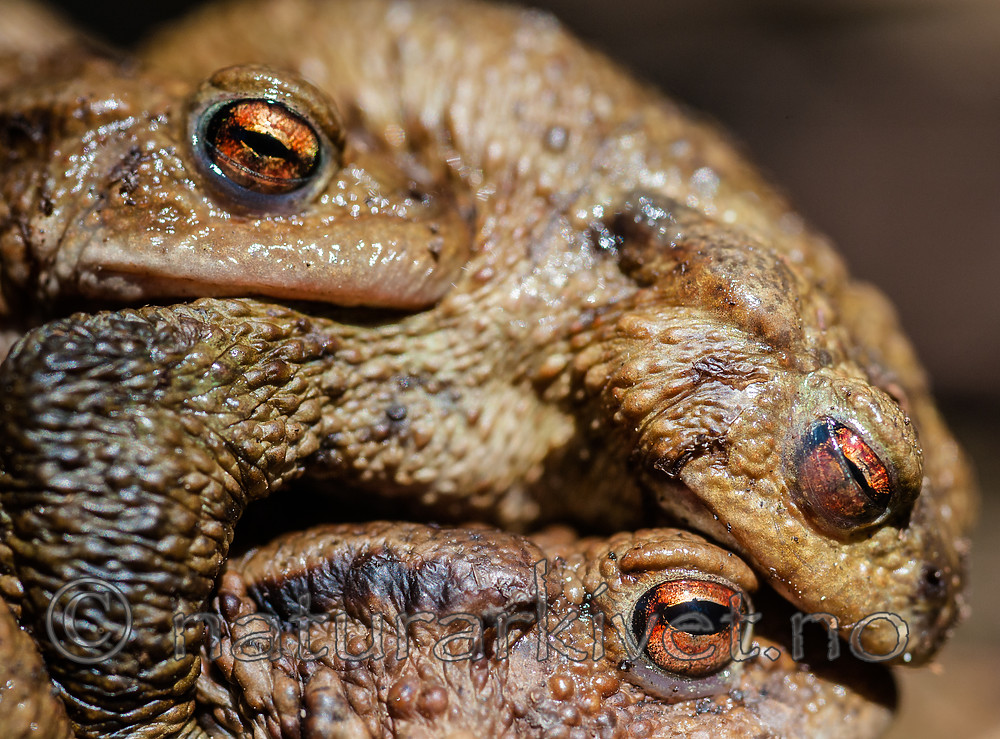 BB 13 0539 / Bufo bufo / Nordpadde