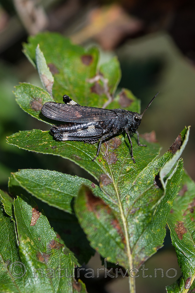 BB 13 0543 / Psophus stridulus / Klapregresshoppe <br /> Sorbus hybrida / Rognasal