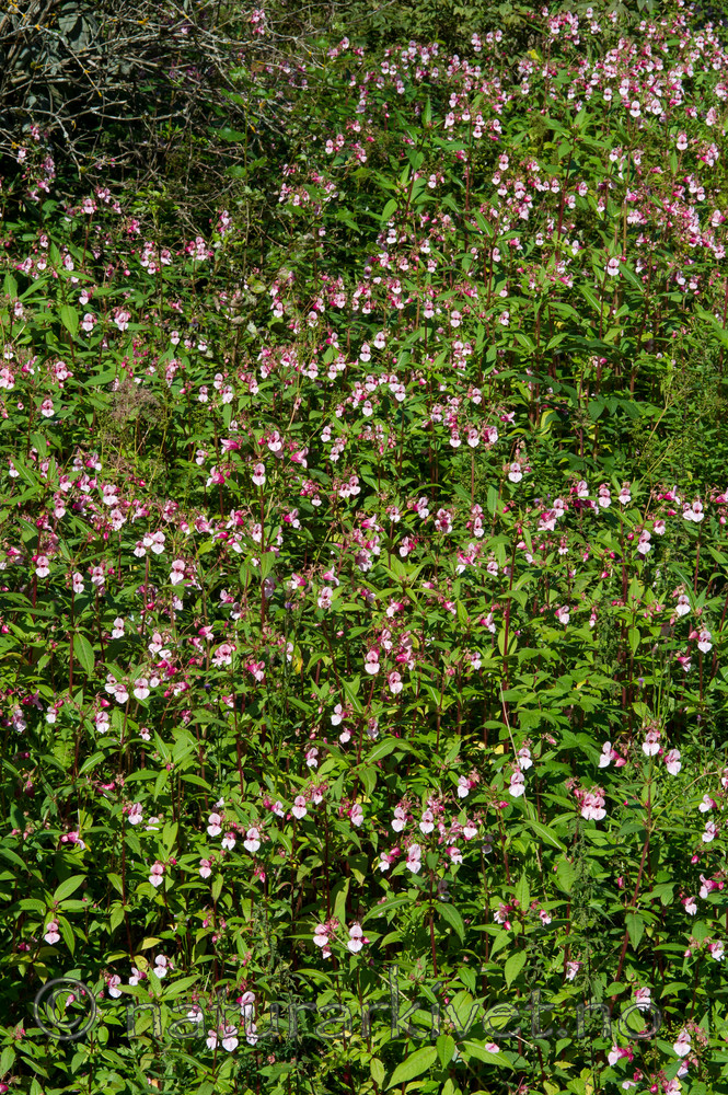 BB 13 0548 / Impatiens glandulifera / Kjempespringfrø