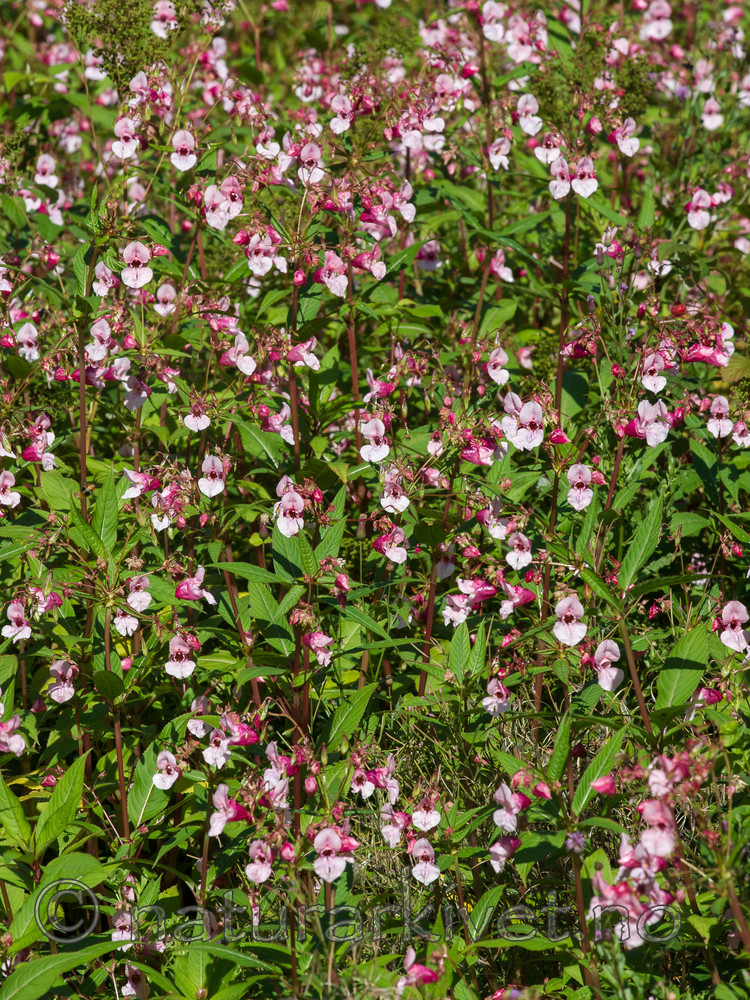 BB 13 0549 / Impatiens glandulifera / Kjempespringfrø