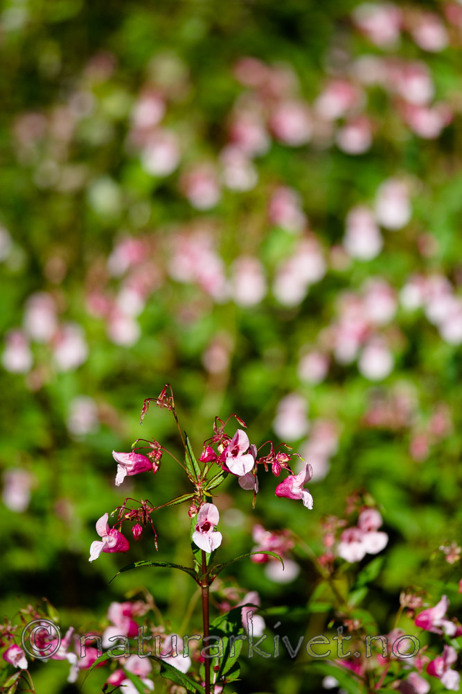 BB 13 0551 / Impatiens glandulifera / Kjempespringfrø