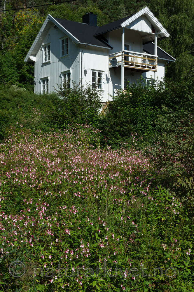 BB 13 0552 / Impatiens glandulifera / Kjempespringfrø