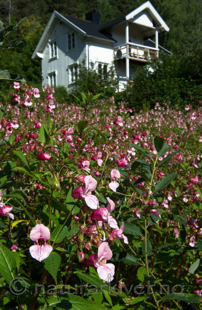 BB 13 0553 / Impatiens glandulifera / Kjempespringfrø