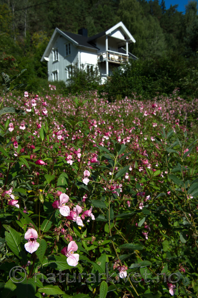 BB 13 0555 / Impatiens glandulifera / Kjempespringfrø