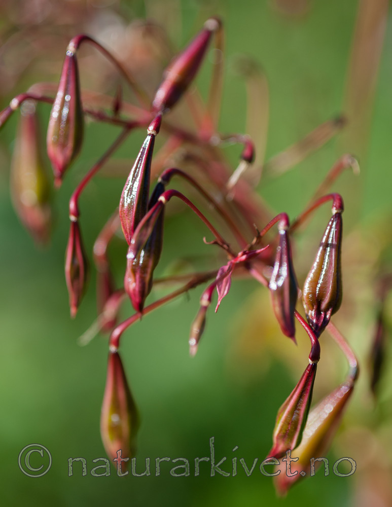 BB 13 0556 / Impatiens glandulifera / Kjempespringfrø