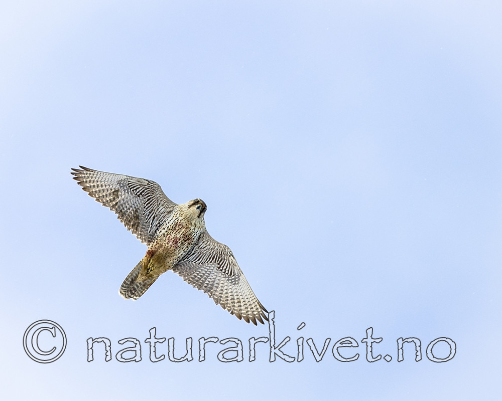 BB 13 0557 / Falco rusticolus / Jaktfalk