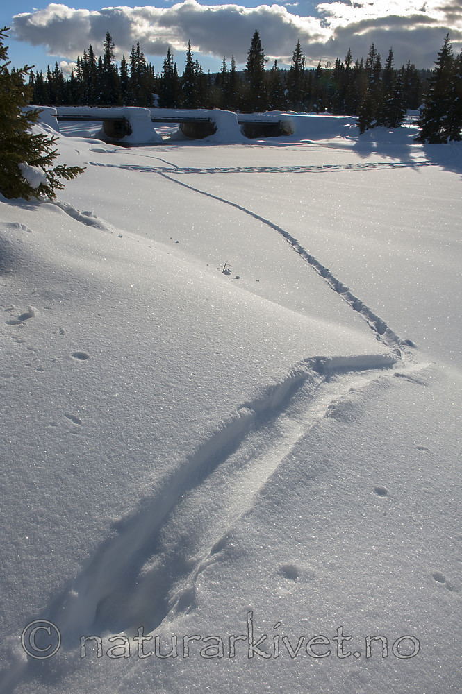 BB 13 0564 / Lutra lutra / Oter