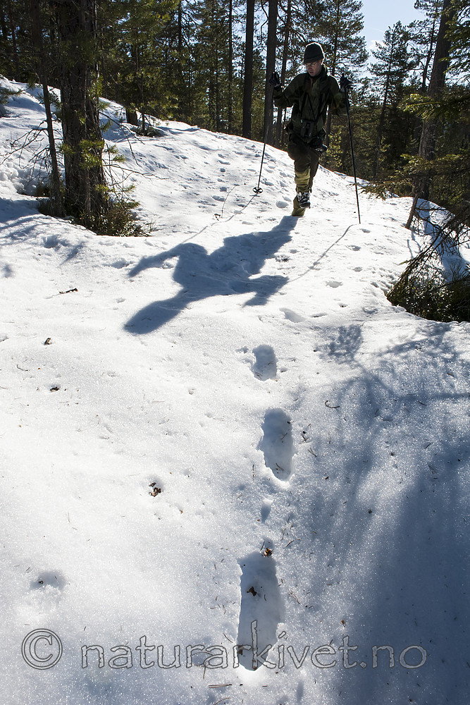 BB 13 0567 / Canis lupus / Ulv