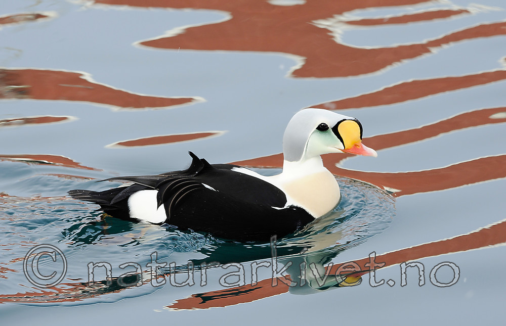 BB 13 0574 / Somateria spectabilis / Praktærfugl