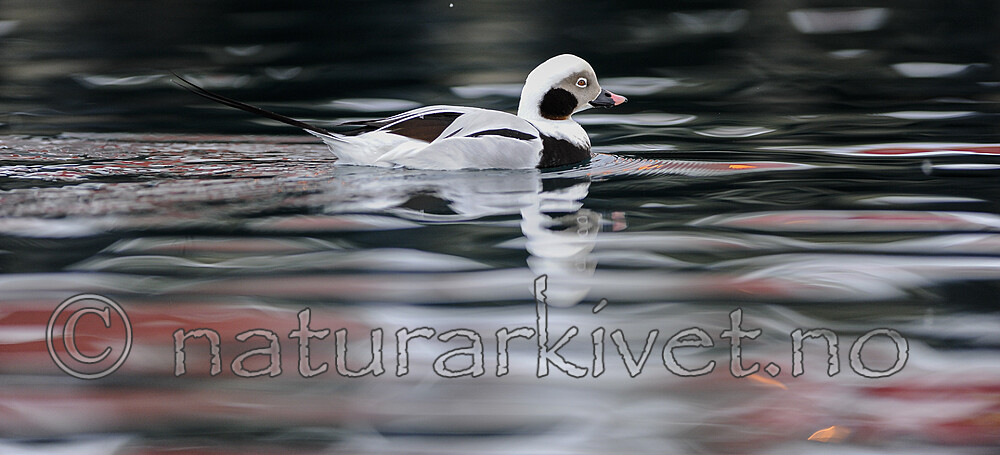 BB 13 0586 / Clangula hyemalis / Havelle