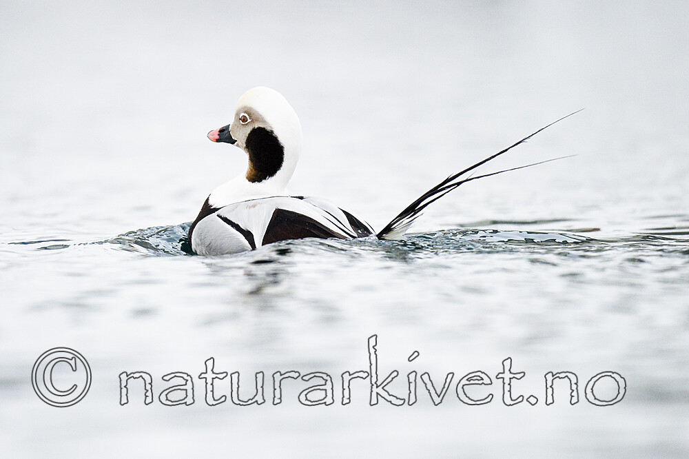 BB 13 0589 / Clangula hyemalis / Havelle