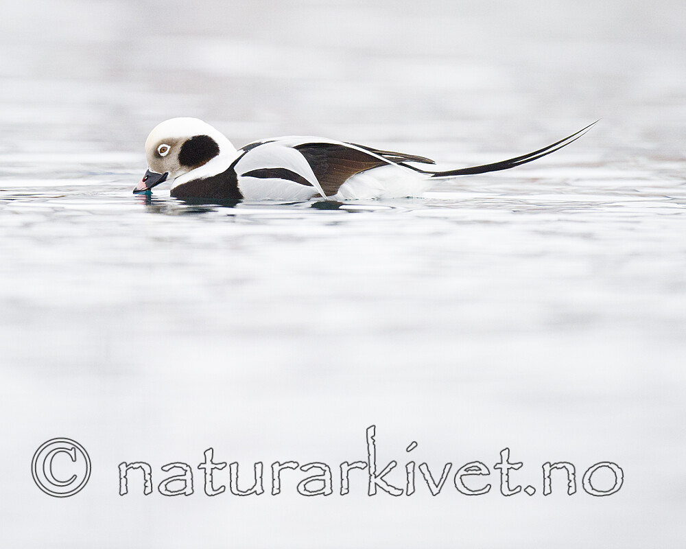 BB 13 0592 / Clangula hyemalis / Havelle