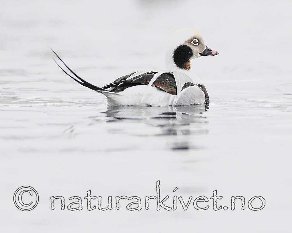 BB 13 0594 / Clangula hyemalis / Havelle