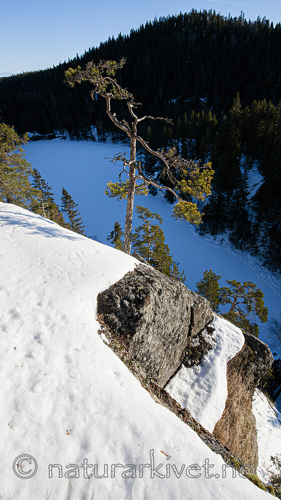 BB 13 0601 / Pinus sylvestris / Furu