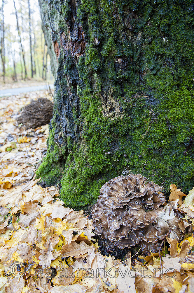 BB 13 0606 / Grifola frondosa / Korallkjuke