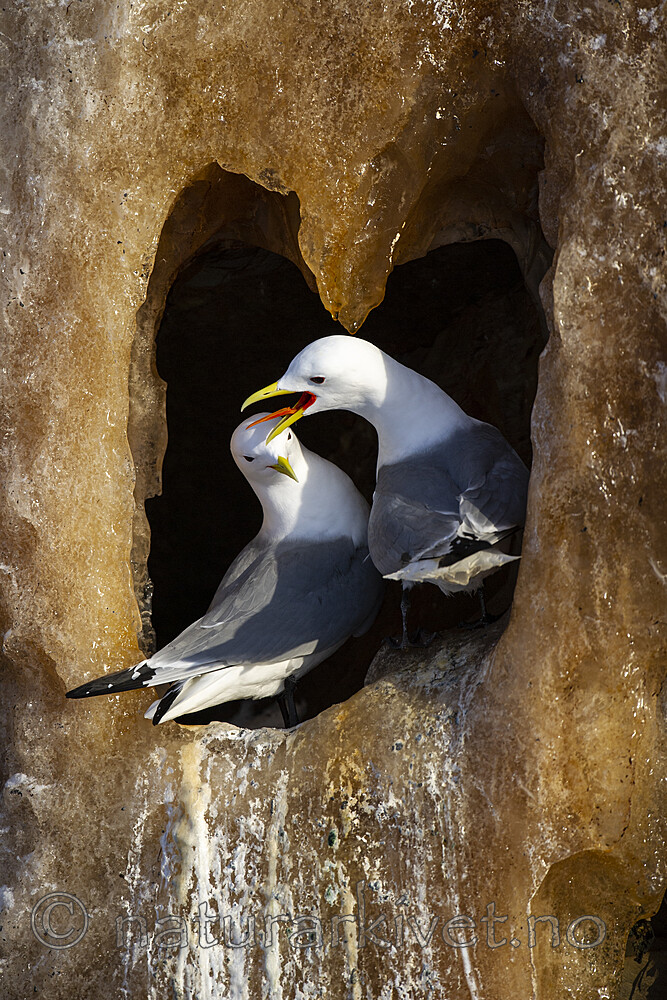 BB 13 0614 / Rissa tridactyla / Krykkje