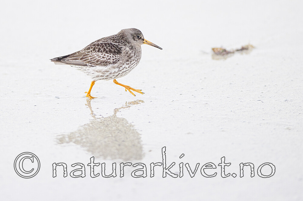 BB 13 0630 / Calidris maritima / Fjæreplytt