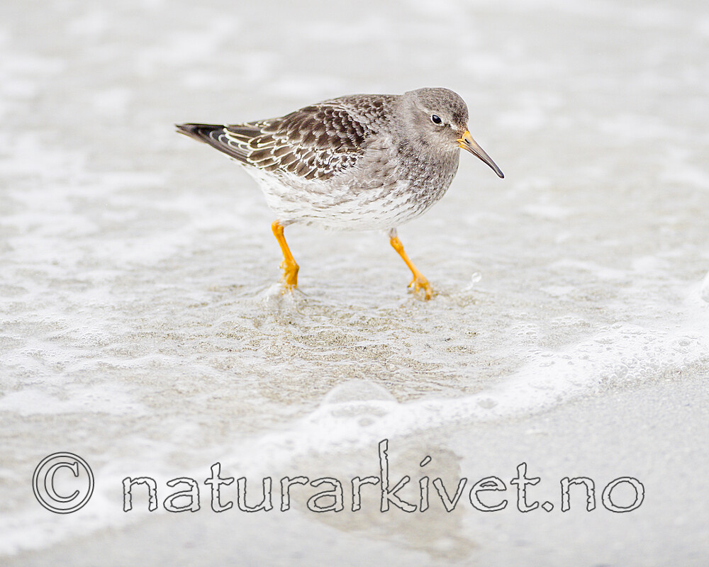 BB 13 0632 / Calidris maritima / Fjæreplytt