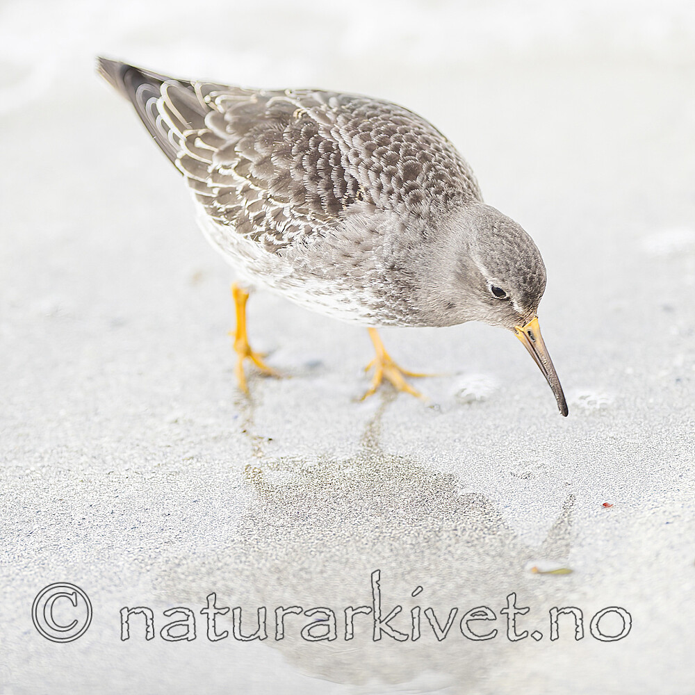 BB 13 0633 / Calidris maritima / Fjæreplytt