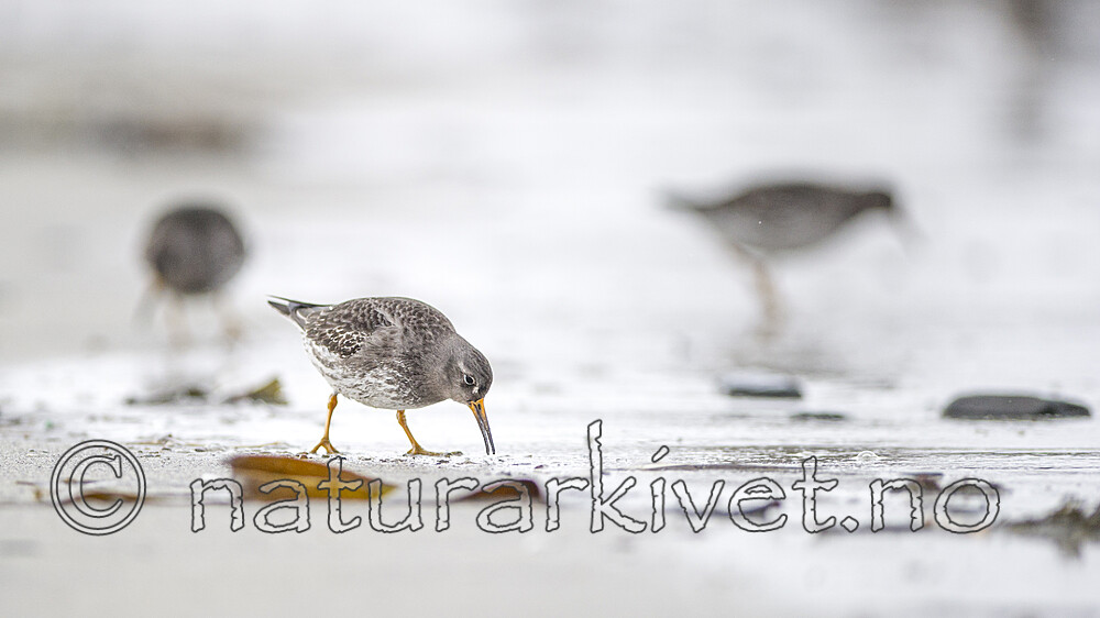 BB 13 0635 / Calidris maritima / Fjæreplytt