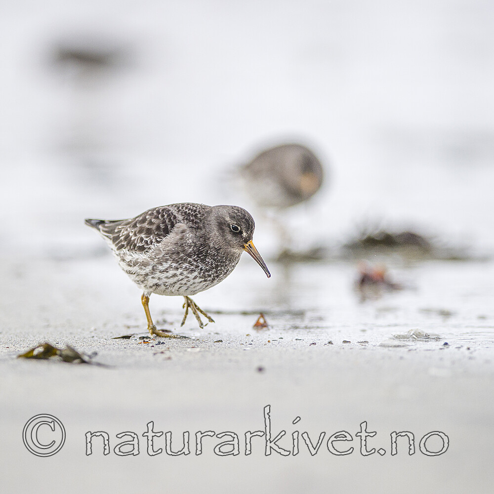 BB 13 0636 / Calidris maritima / Fjæreplytt