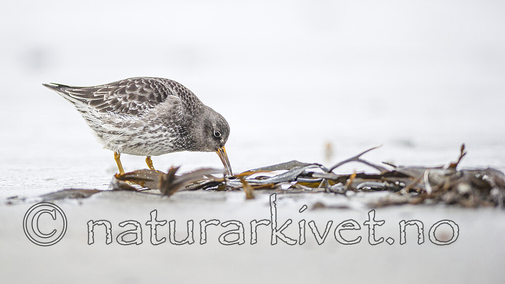 BB 13 0638 / Calidris maritima / Fjæreplytt