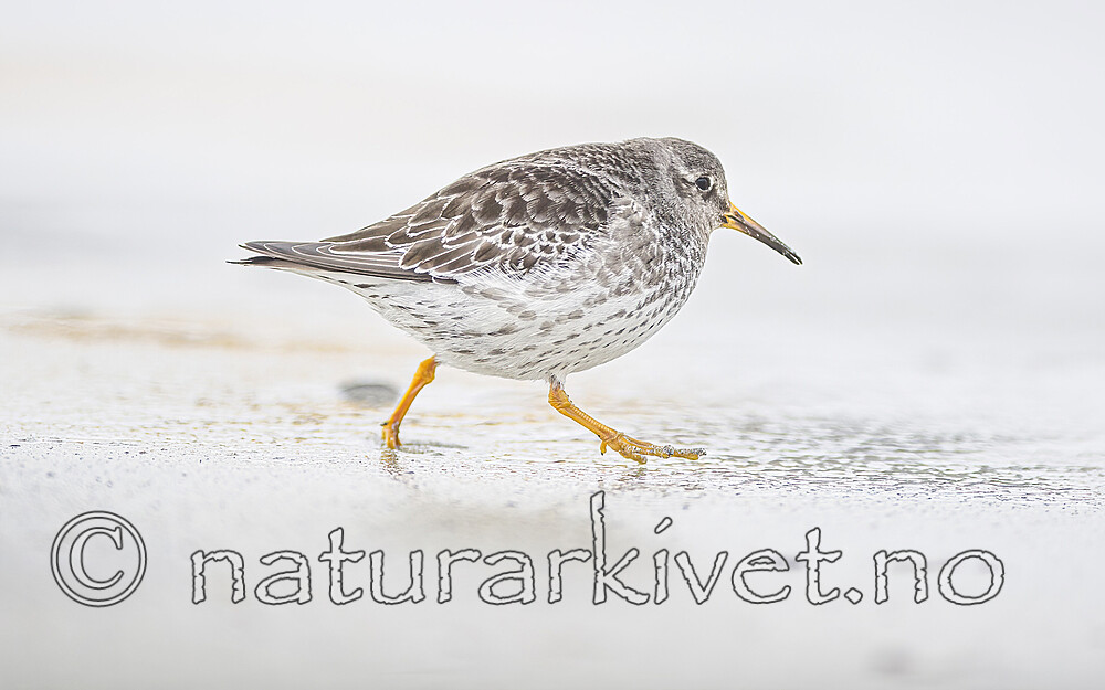 BB 13 0641 / Calidris maritima / Fjæreplytt