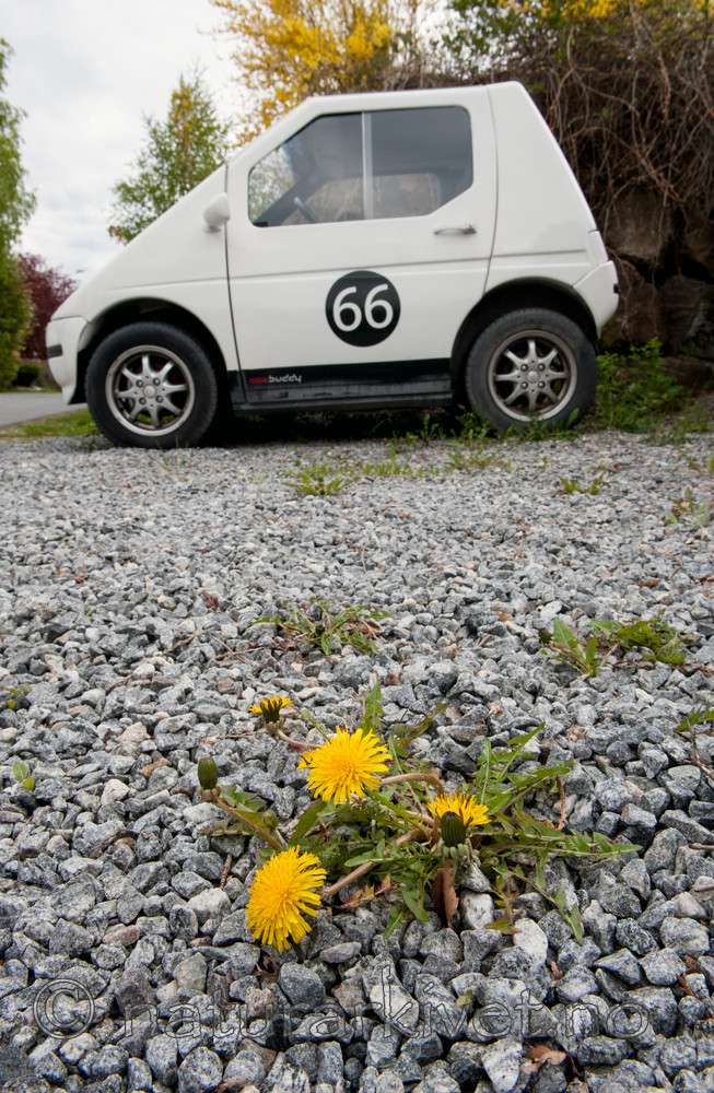 BB 14 0003 / Taraxacum officinale <br /> Taraxacum officinale