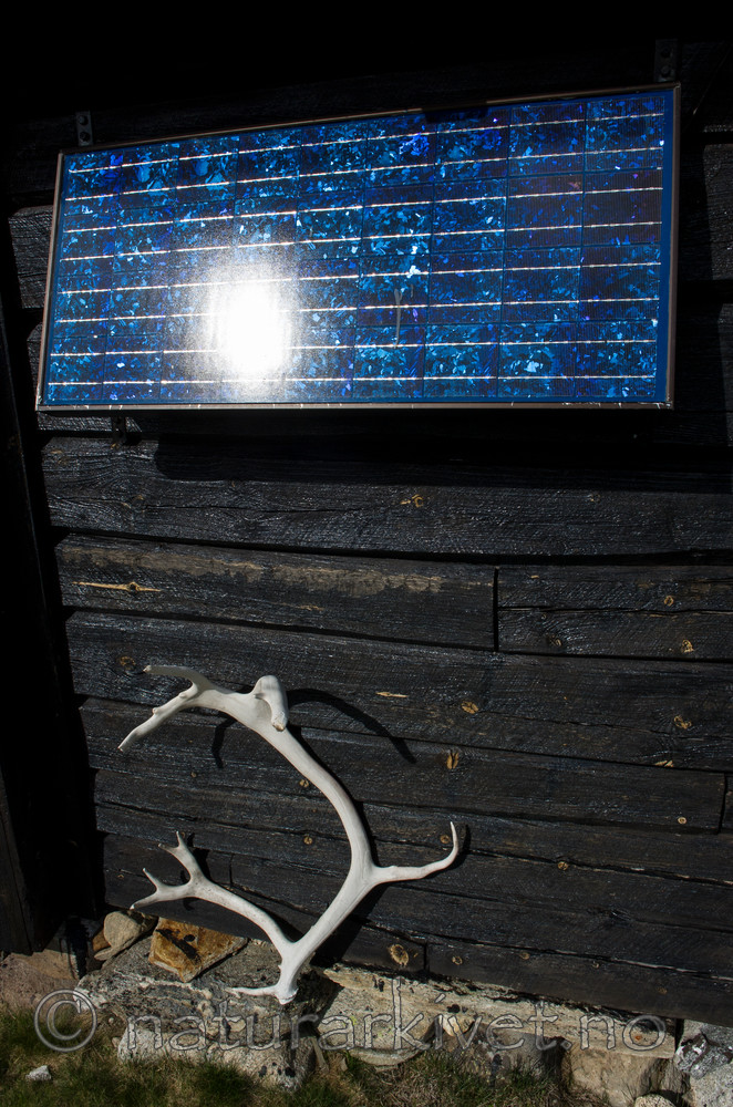 BB 14 0053 / Rangifer tarandus / Rein <br /> Rangifer tarandus tarandus / Fjellrein