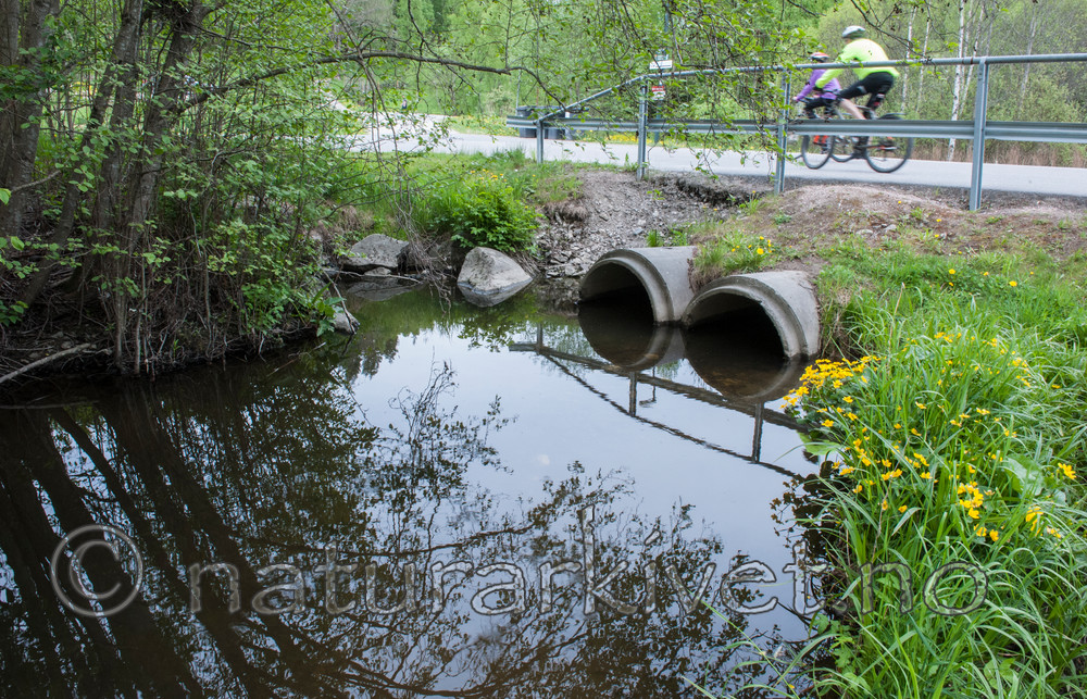 BB 14 0089 / Caltha palustris / Bekkeblom