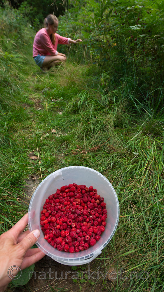 BB 14 0095 / Rubus idaeus / Bringebær