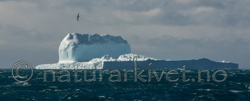 BB 14 0101 / Diomedea exulans / Vandrealbatross