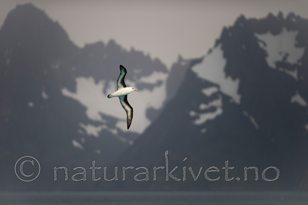 BB 14 0115 / Thalassarche melanophris / Svartbrynalbatross