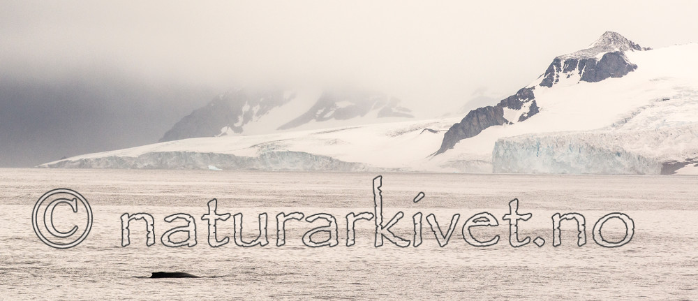 BB 14 0131 / Megaptera novaeangliae / Knølhval