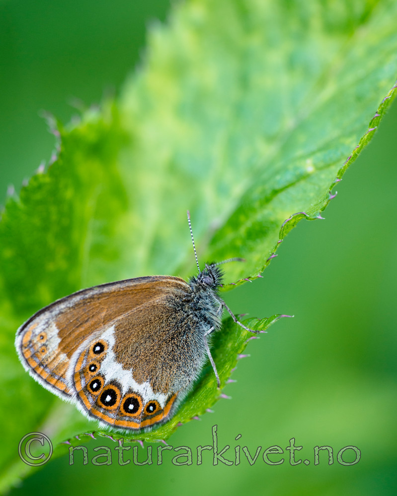 BB 14 0146 / Coenonympha hero / Heroringvinge