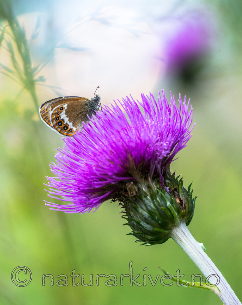 BB 14 0149 / Cirsium heterophyllum / Hvitbladtistel <br /> Coenonympha hero / Heroringvinge